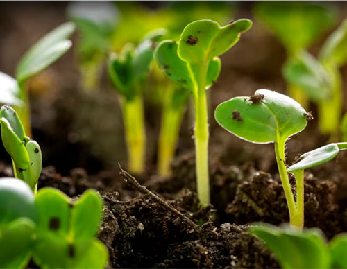 A close up of seedlings growing from healthy soil.