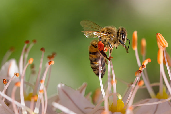 A close up of a bee in a flower.
